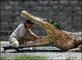 Un crocodile ne peut pas tirer la langue, c'est ... ...