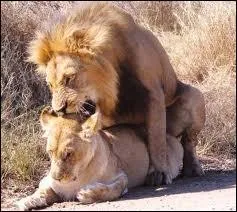 Les lions peuvent s'accoupler (quelques secondes) plus de cinquante fois par jour, c'est ... ...