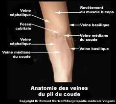 Il est impossible de se lcher le coude (mais pas de le lever), c'est ... ... .