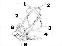 Quiz Galop 2