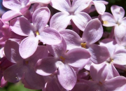 Les fleurs violettes