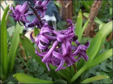 Comment se nomme cette fleur ?