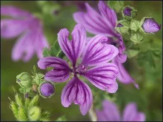 Comment se nomme cette fleur ?