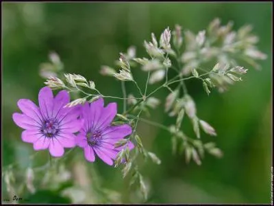 Comment se nomme cette fleur ?