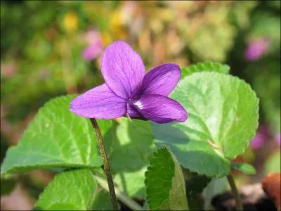 Comment se nomme cette fleur ?