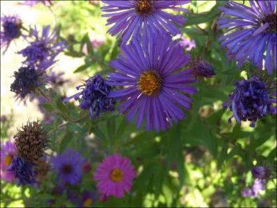 Comment se nomme cette fleur ?