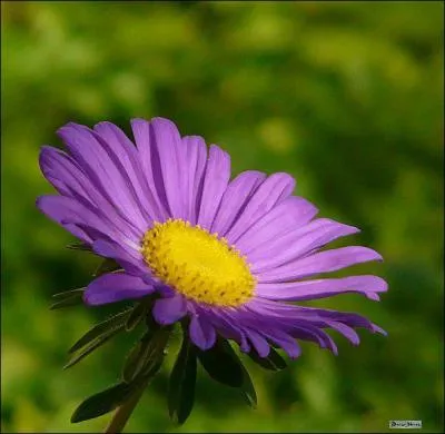 Comment se nomme cette fleur ?