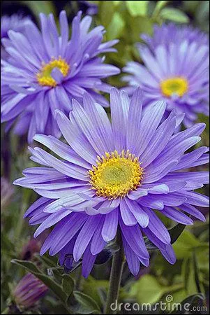 Comment se nomme cette fleur ?