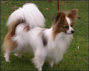 Quelle est la race de ce chien ?