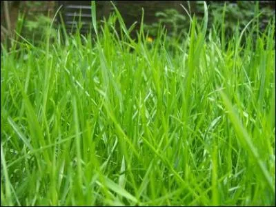 Comment s'appelle un animal qui mange de l'herbe ? (un animal : ... )