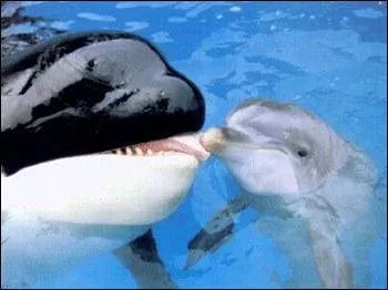 Quels sont ces deux animaux ?