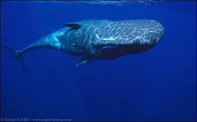 Que mange la baleine ?