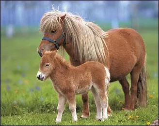 Comment s'appellent les animaux qui portent leurs petits dans leur ventre ?