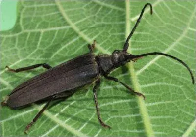 O vivent les larves des insectes de type aegosomes ?