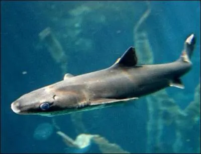 L'aiguillat, requin vivipare, est aussi appel :
