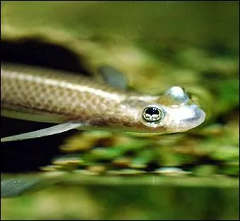 Quelle est la particularit de l'anableps, poisson d'Amrique tropicale ?