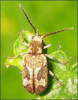 Que mangent les larves d'anobides, une famille de coloptres ?