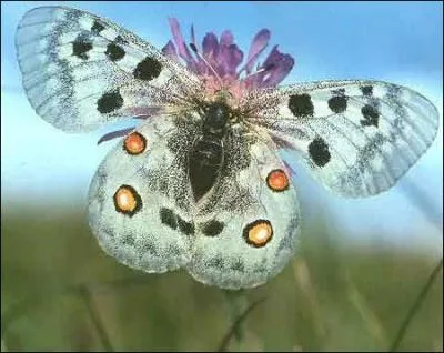 Ce papillon parnassien aux ailes bordes de rouge porte le nom du dieu grec de la beaut. C'est un :
