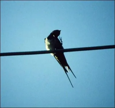 L'aronde est l'ancien nom de quel oiseau ?