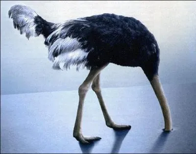 L'autruche enfonce la tte dans le sable lorsqu'elle se sent en danger.