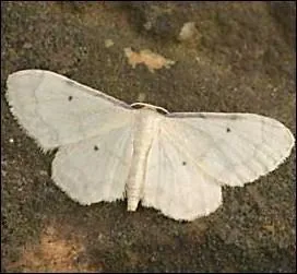Quel est le nom de ce papillon ?