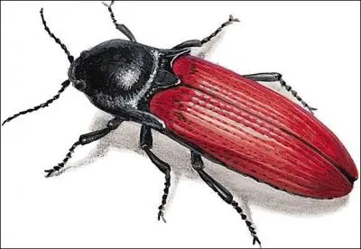 Que mangent les larves d'agriotes ?