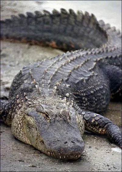 Aux Etats-Unis, o rencontre-t-on le plus souvent des alligators ?