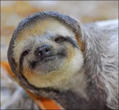 Quel est l'autre nom de l'a ?