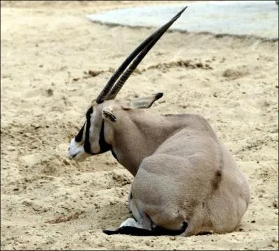 L'algazelle peut encore se trouver dans le Sahara  l'tat sauvage.