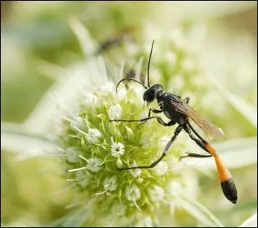 Les ammophiles sont des insectes proches des :