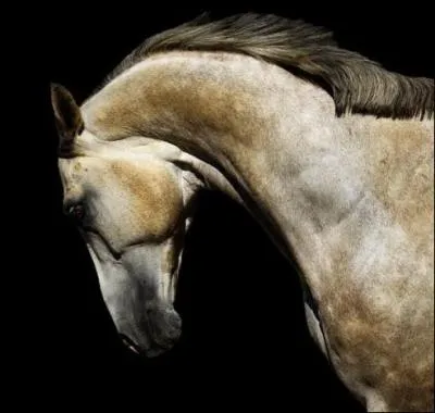 Laquelle de ces races de chevaux n'existe pas ?