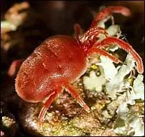 Cette affreuse bbte est un :