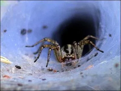 Quelle est cette espce d'araignes, qui est parfois ' labyrinthe' ?