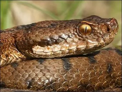 Peut-on rencontrer des vipres aspics en Europe ?