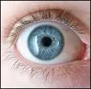Comment s'appelle le blanc de l'oeil ?