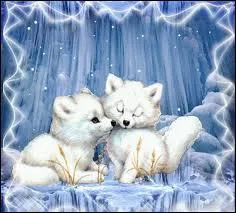 Quel est le point commun entre l'Hermine, le renard polaire, et le livre Blanchon ?