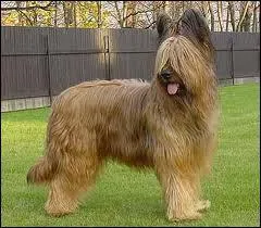 De quelle race s'agit-il ?