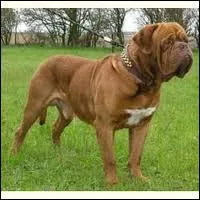 De quelle race s'agit-il ?