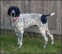 De quelle race s'agit-il ?