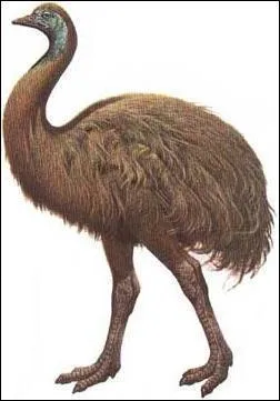 De quelle le est originaire l'aepyornis, grand oiseau fossile, voisin de l'autruche ?