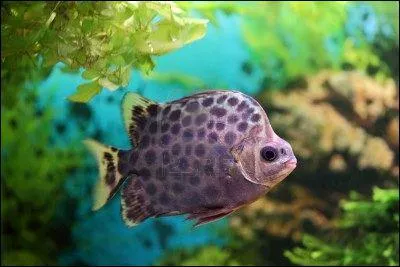 L'argus est le nom d'un poisson mais aussi de deux de ces animaux. Lequel est l'intrus ?