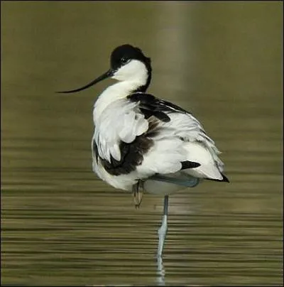 L'avocette est un chassier des marais ctiers d'Eurasie. Quelle est sa particularit ?