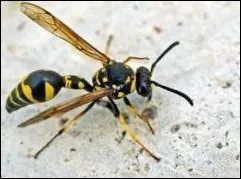 Comment s'appelle ce sous-ordre d'insectes hymnoptres portant un aiguillon  l'extrmiti de l'abdomen, tels que l'abeille, la fourmi ou la gupe ?