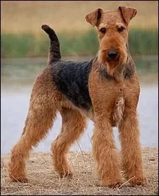 L'airedale est un :