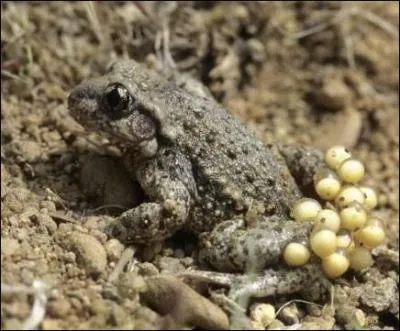 Pourquoi l'alyte est-il aussi appel 'crapaud-accoucheur' ?