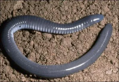 Quelle est la particularit de l'ordre des apodes, dont fait partie la ccilie, par exemple ?