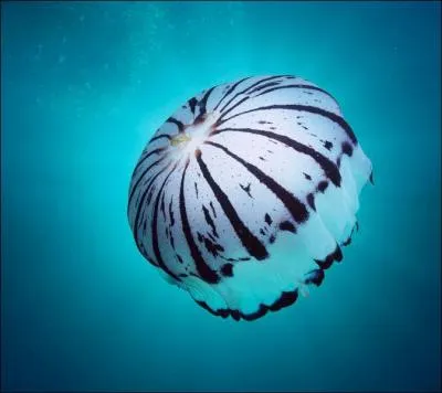 Que sont les acalphes ?