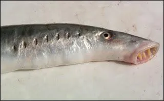 La lamproie est une espce agnathe, c'est--dire :