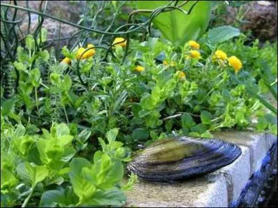 L'anodonte est un mollusque de type :