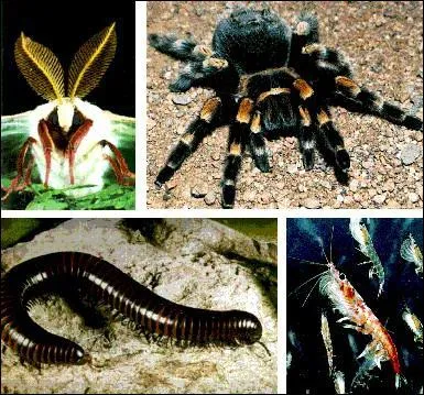 Les arthropodes reprsents par les crustacs, les myriapodes, les insectes, les arachnides [... ] reprsentent quel pourcentage de toutes les espces animales ?